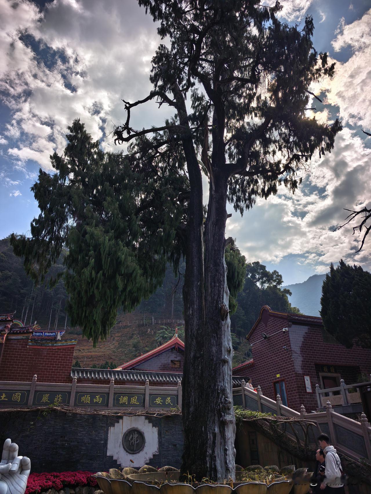 天南地北大拜年