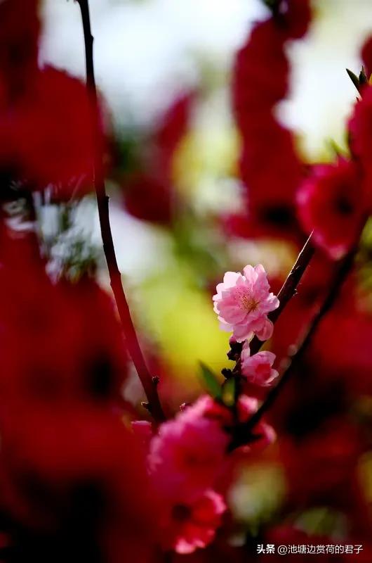 看到“花飘春色浓”求上联，我琢磨了一番。上联得和下联对仗工整，意境相符。我觉得“