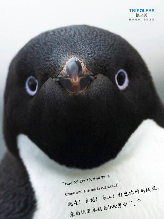 🐧「国际爱鸟日」冷知识：原来企鹅也是鸟！