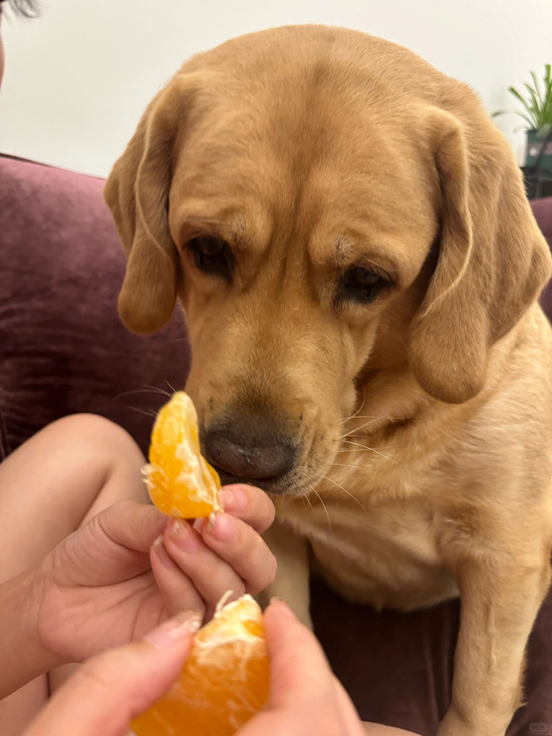 每天饭后都要拿个橙子过来找我扒皮
