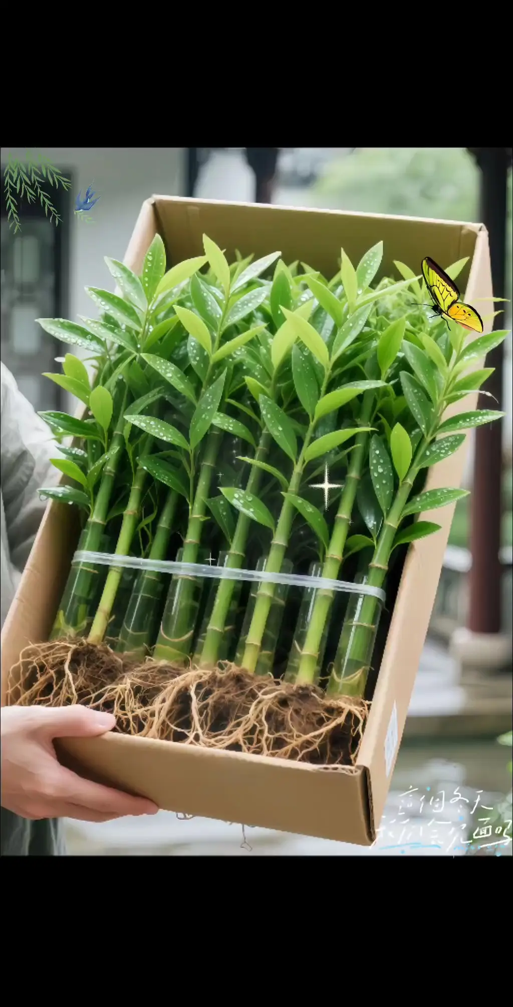 水培竹柏是兼具观赏与净化能力的绿植。其茎干挺拔如竹，叶片厚实呈长椭圆形...
