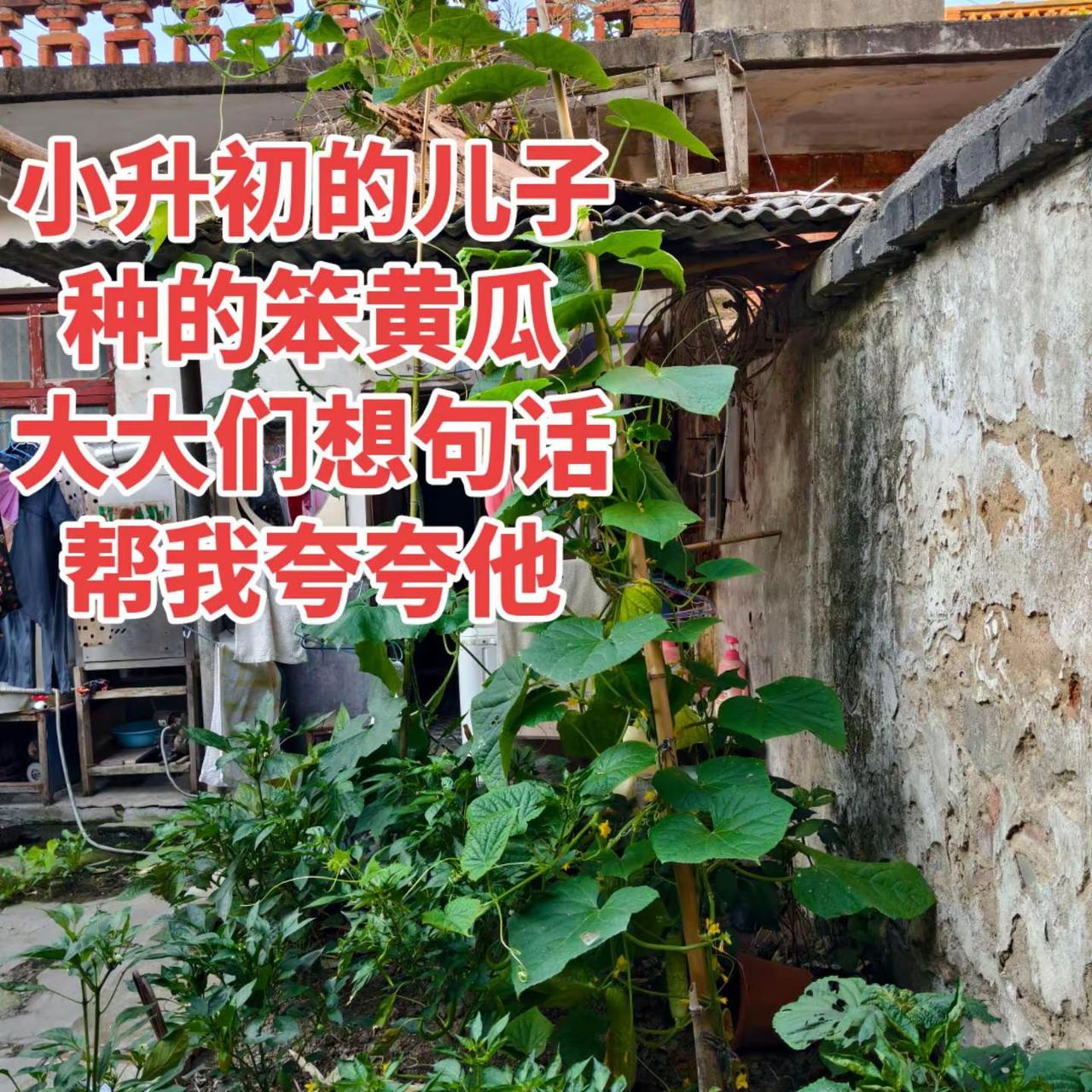 我家小子种的笨黄瓜，帮我夸夸他