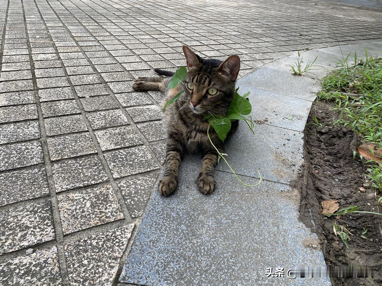 狸花猫和主人一夜无眠，忙碌到天亮，大雨过后，确认安全了，狸花猫匆匆吃了一口，就沉
