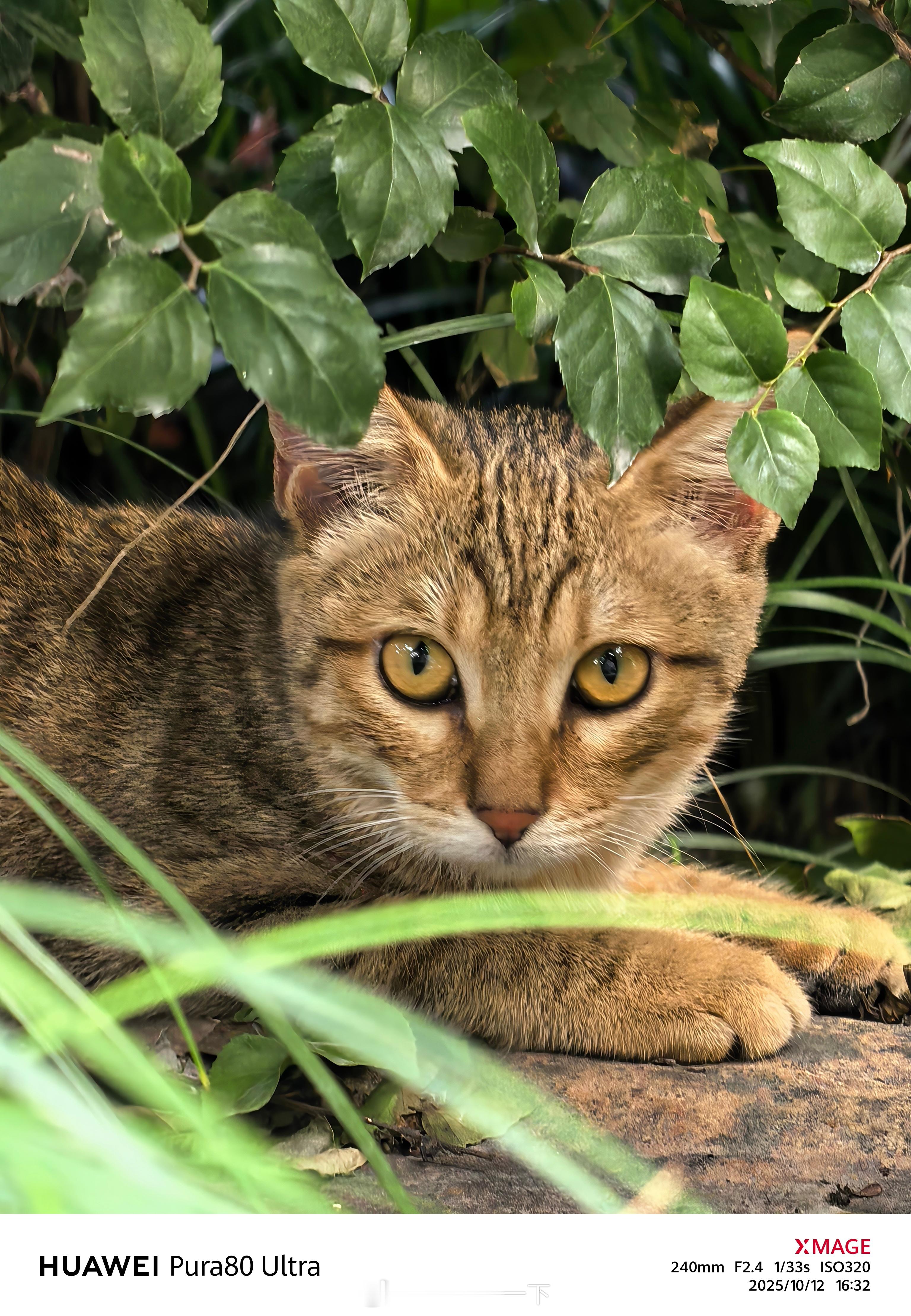 随手拍两张狸花猫，华为Pura80 Ultra这长焦抓拍真的无敌[爱你][爱你]