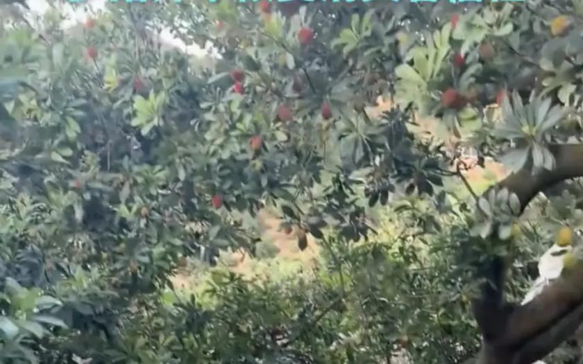 看着真揪心！福建漳州“泡药杨梅”被曝光后，当地杨梅协会会长曾行贵面对镜头都哽咽了