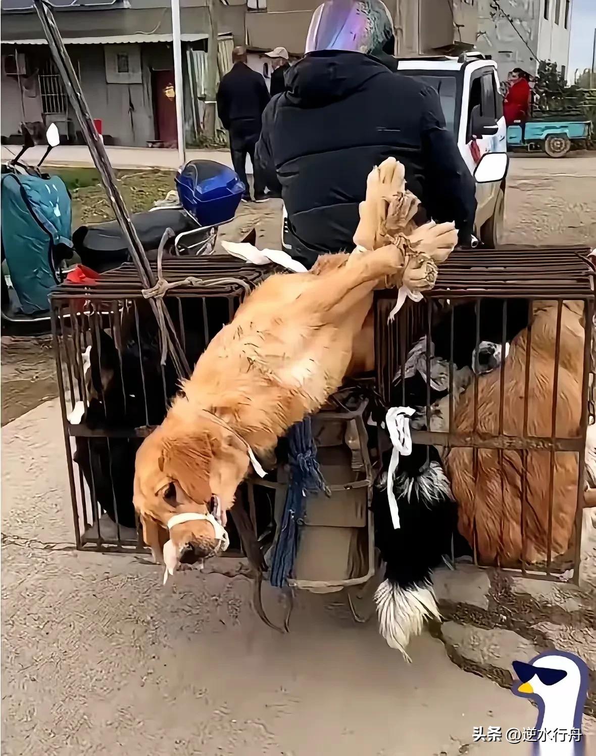 几百块就把养了几年的大狗卖给了狗贩子。笼子里装满了小狗，狗贩子就把它捆起来绑在笼