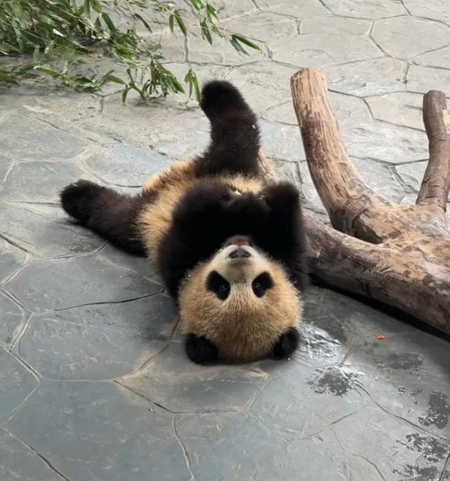 芊然小朋友拿着一小块嫩笋躺在地上咬啊咬，一只小脚翘得老高，这孩子这么小就开始挖煤