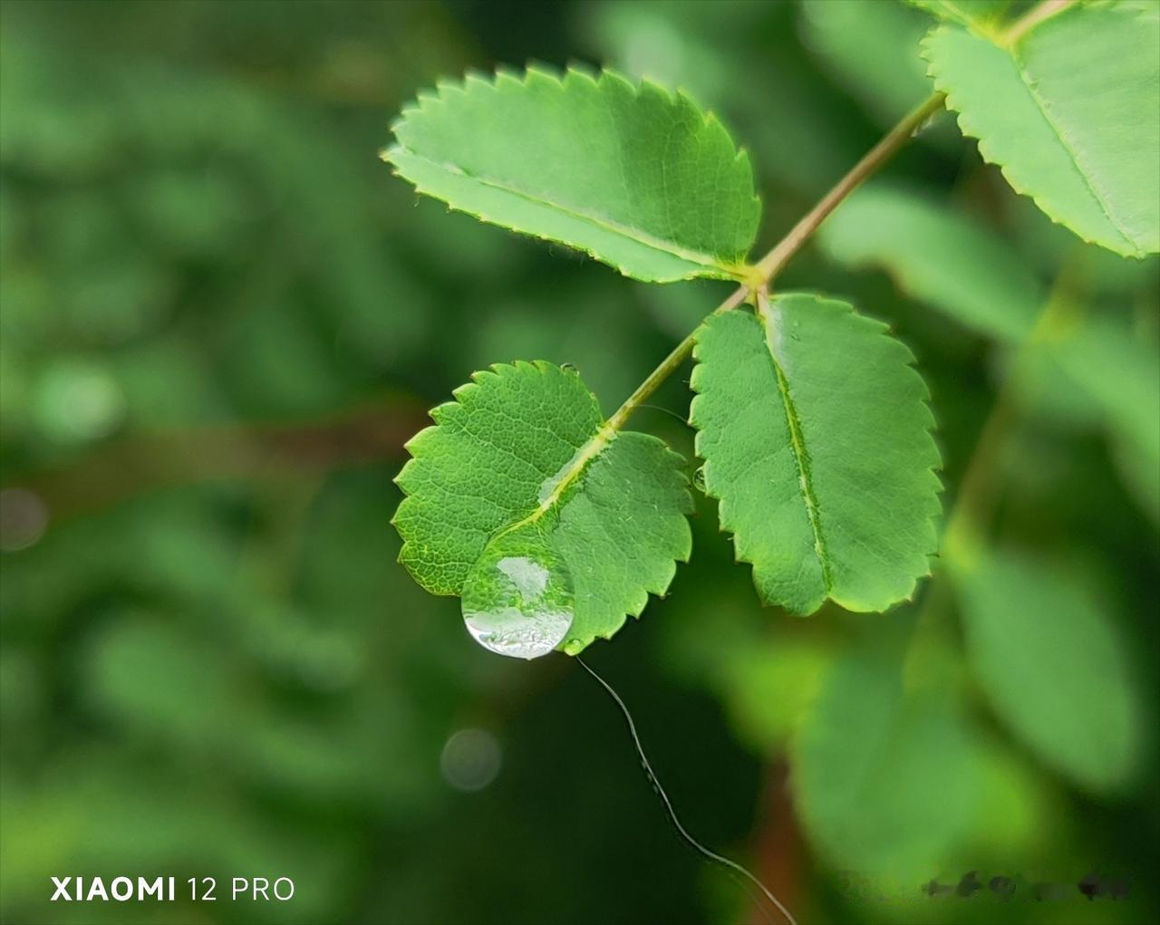 夏日生活打卡季虽然沈阳雨天不断，不过雨后的景色令人赏心悦目，别有一番诗情画意。