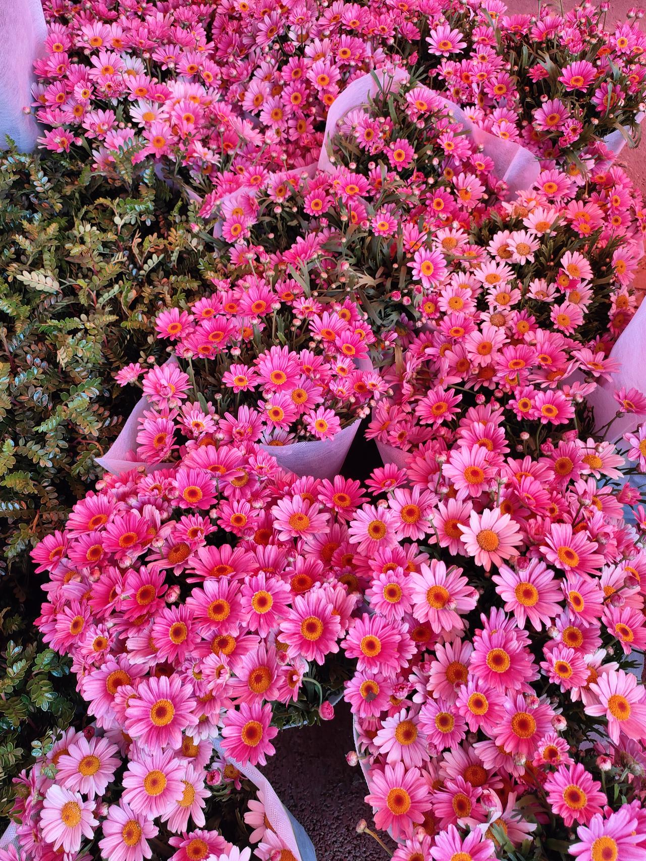 把春天揉进花瓣里，这满簇的粉黛小雏菊，是藏在市井里的温柔浪漫。风一吹，连空气都裹