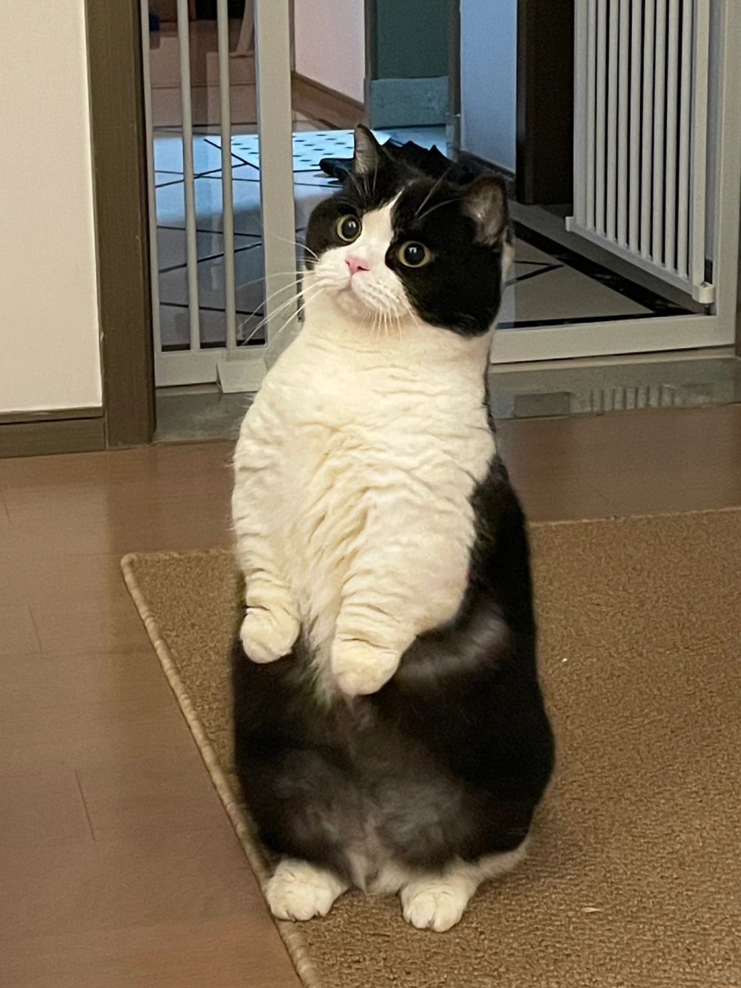 奶牛小猪站起来了！