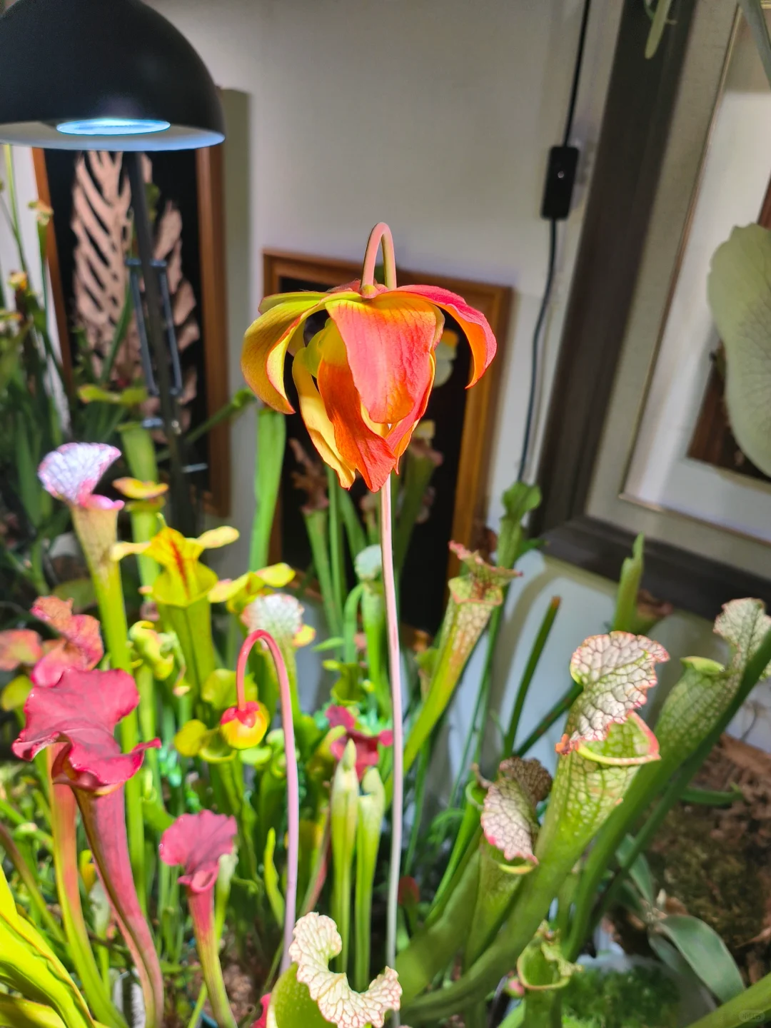 瓶子草开花过程