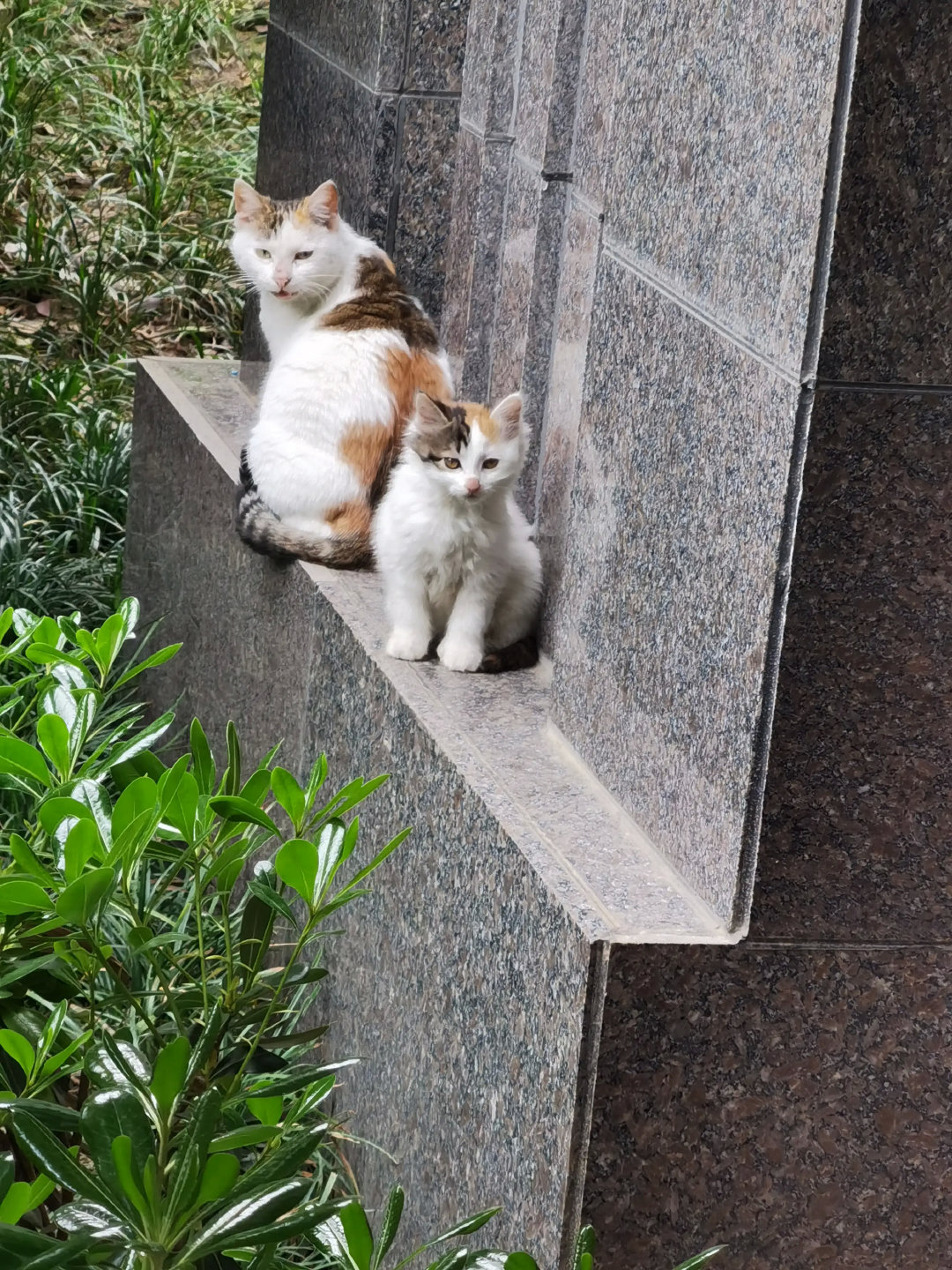 有钱人的小区，流浪猫都这么好看。有妈的毛孩子。谁还不是个宝宝。