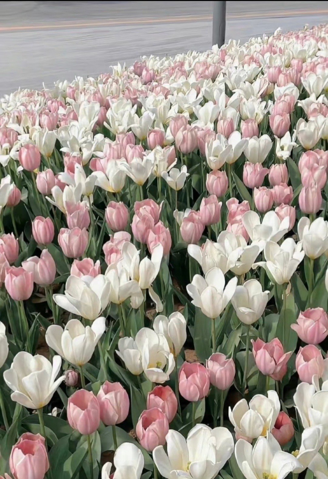 种植郁金香的方法：1、土壤选择持水性和通透性强的土壤，以利于后期根系和种球的健壮