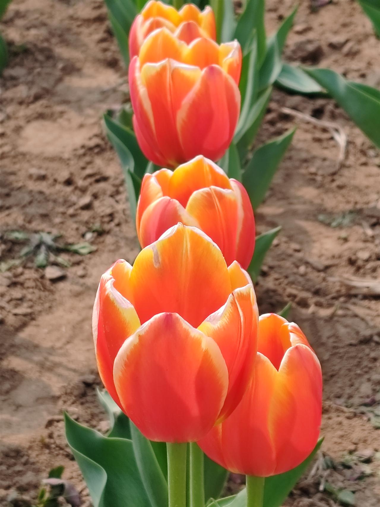 每日一图随手拍春天里随手拍。