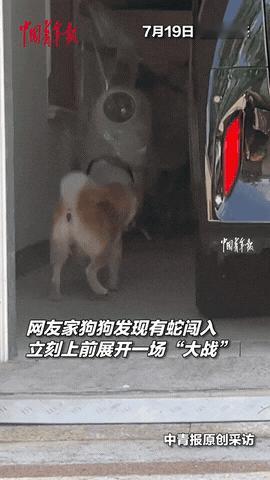 在浙江绍兴，一位女子正在家中车库时，突然冒出一条大蛇，吓得她愣在原地，完全不知道