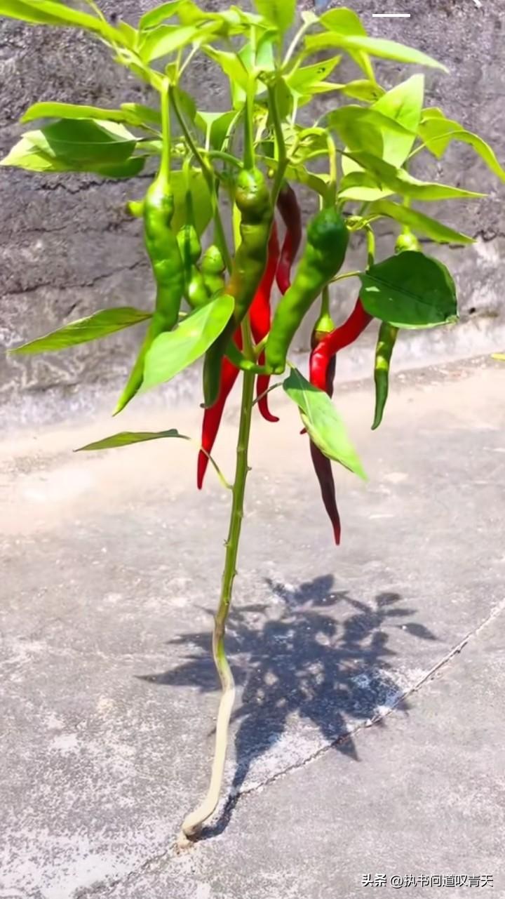 不要动不动就抱怨大环境不好了，一株辣椒苗也能在水泥缝里长出硕果累累，它顽强的生命