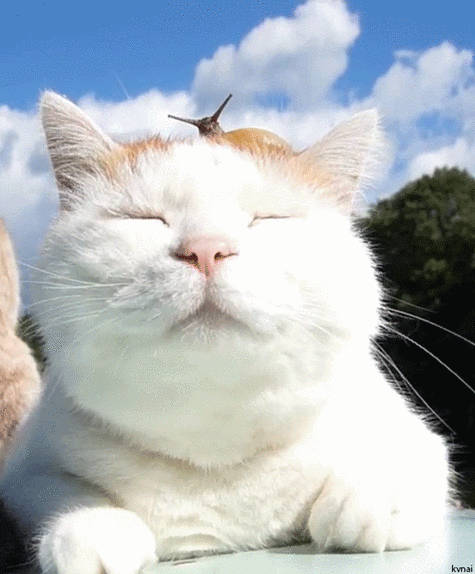 崔丽丽躯体化反应很严重不是PTSD，更像是焦虑状态引发的惊恐，病情初期进入中期，