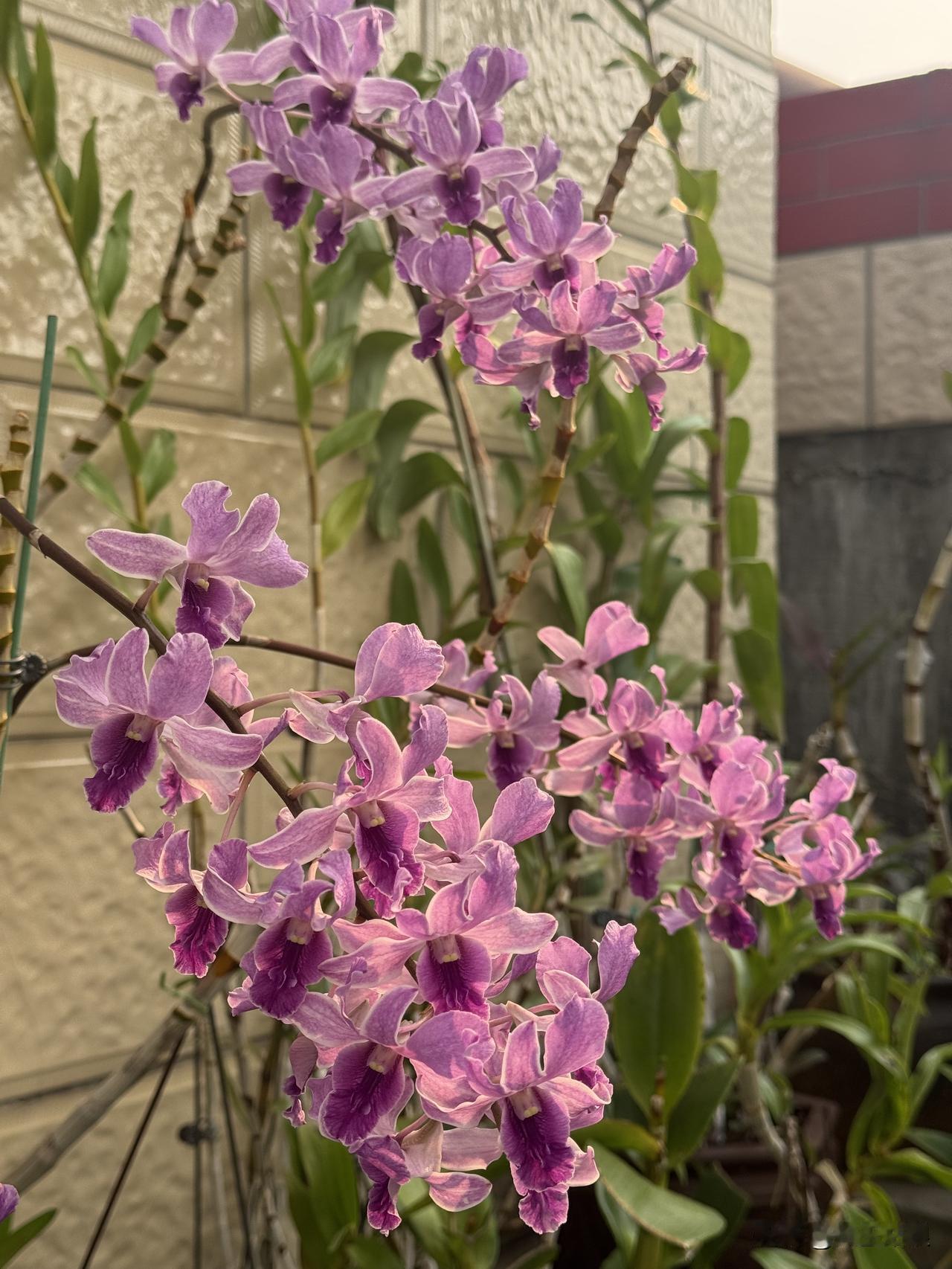 - 20朵花，每朵六瓣，开花时如蝴蝶展翅。
四川一女子养6年的石斛兰，开了100