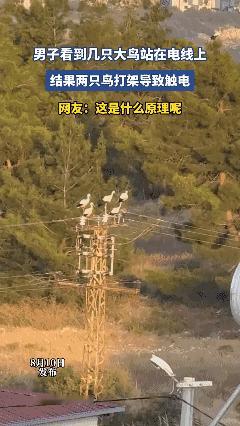 男子看到几只大鸟站在电线上，结果两只鸟打架导致触电，网友：这是什么原理呢🤔