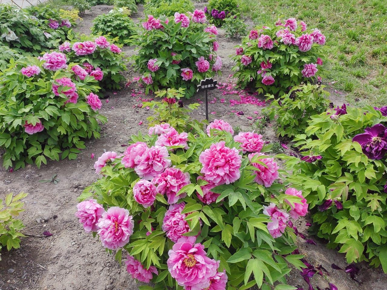 本来想去陶然亭公园看流苏花，鹅掌楸花。没想到，在景山公园看到了七棵流苏树，雪白的