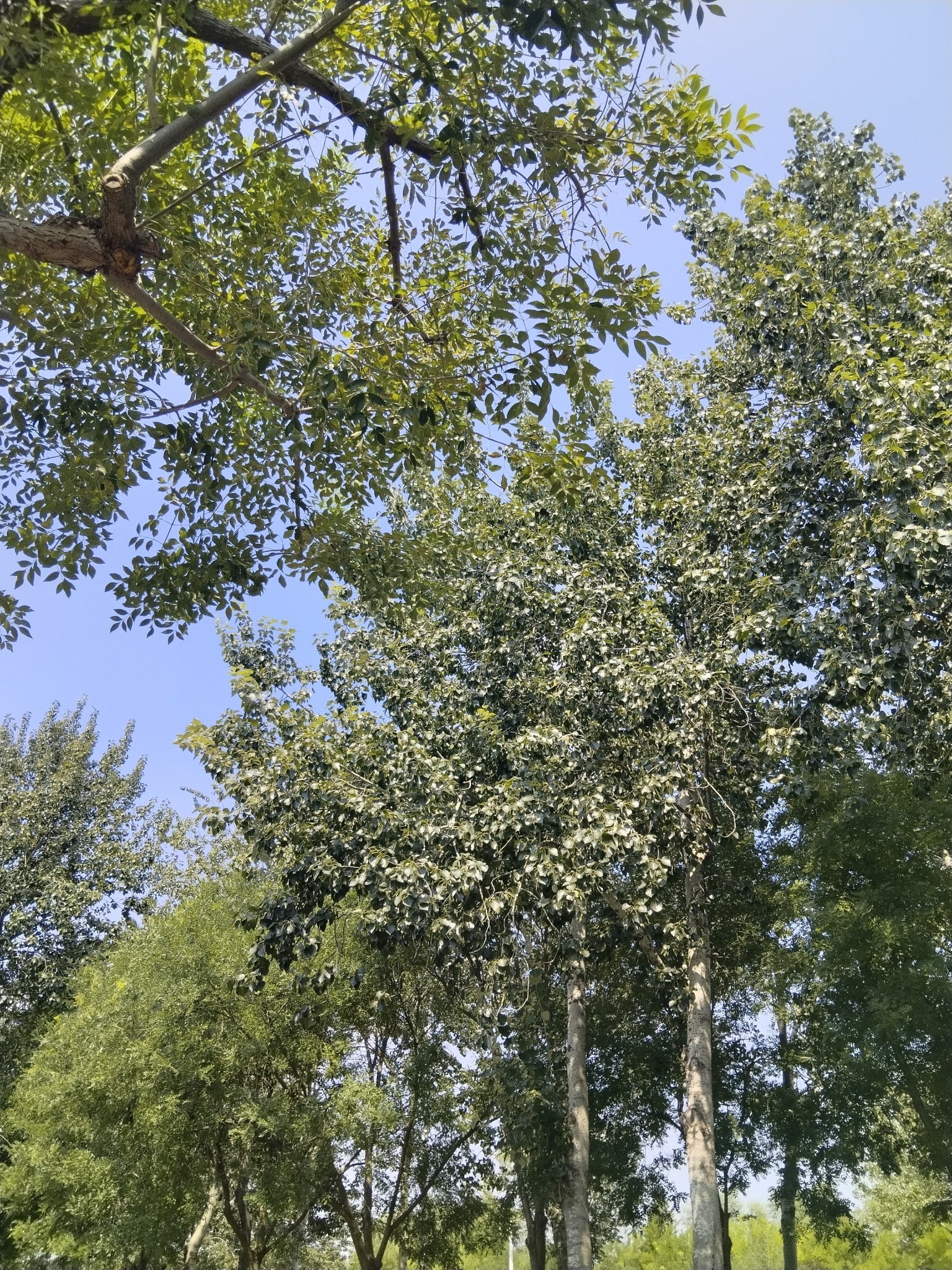 含苞欲放。 秋天到了，果实累累。每日寻味记  绿洲