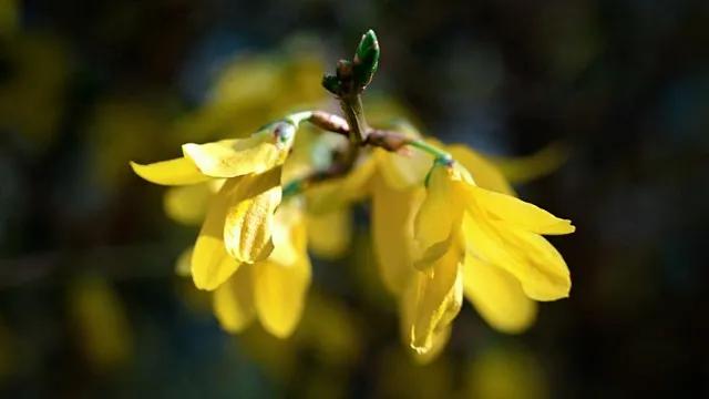 满院芳香思君绕
文/冰笑
院中迎春花色俏，
满院芳香思君绕。
早上风拂花窈窕，