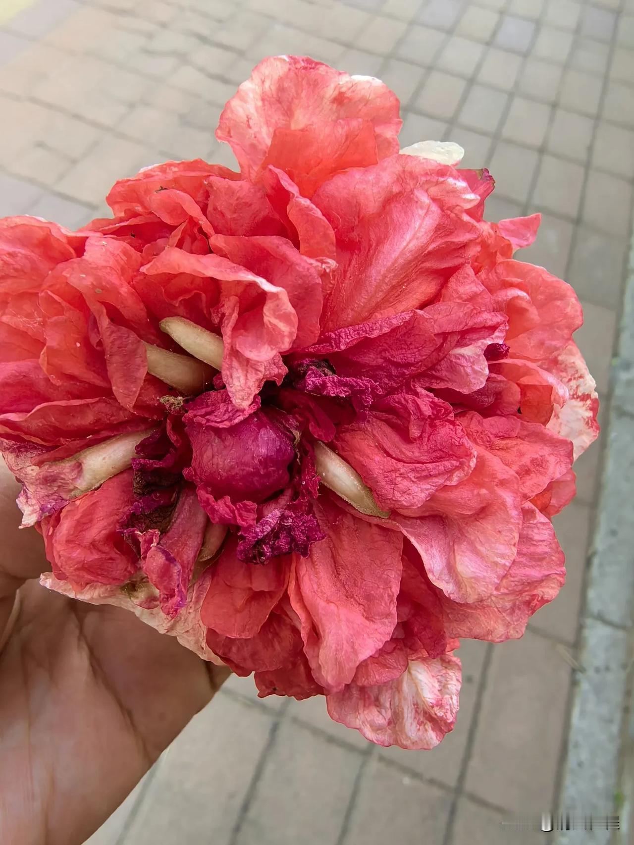 不管不顾

婆婆的二儿子是不打算管婆婆公公的事儿了。

好说歹说，今儿两口子带着
