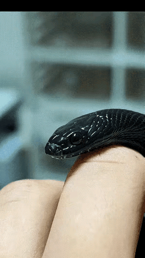 好精致的辣条，如果它不咬人的话，真想养一只把它当宠物来玩