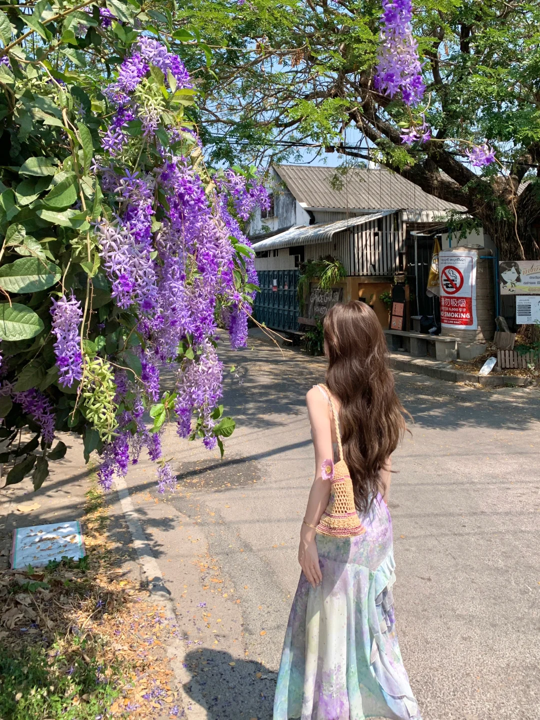 路过一片紫藤花🪻💜