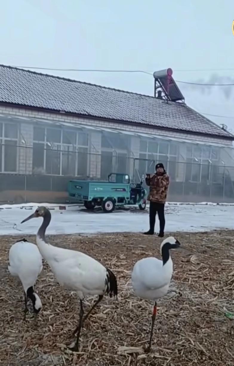 齐齐哈尔扎龙吐木柯村，人鹤和谐乐章

几只颇具灵性的丹顶鹤，经常光临保护区附近没