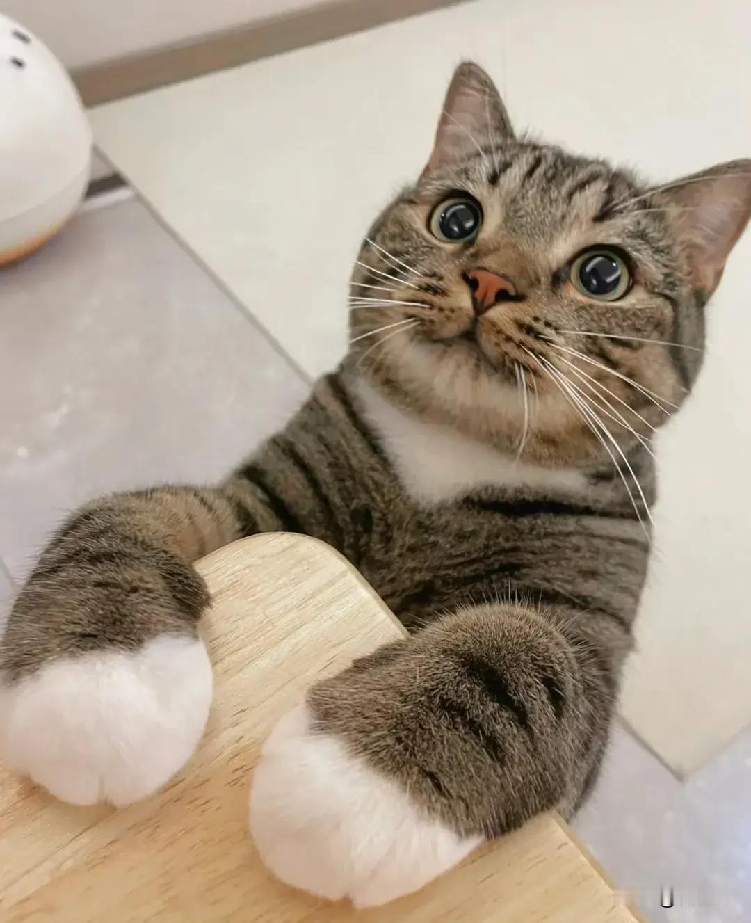 好绅士的猫猫！