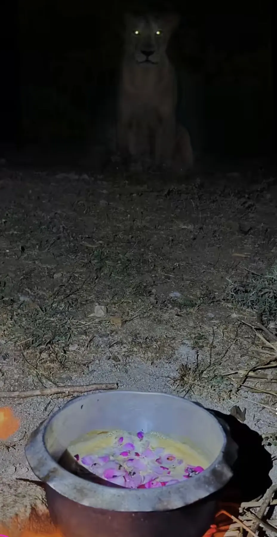 狮儿:人，今天怎么不放牛。