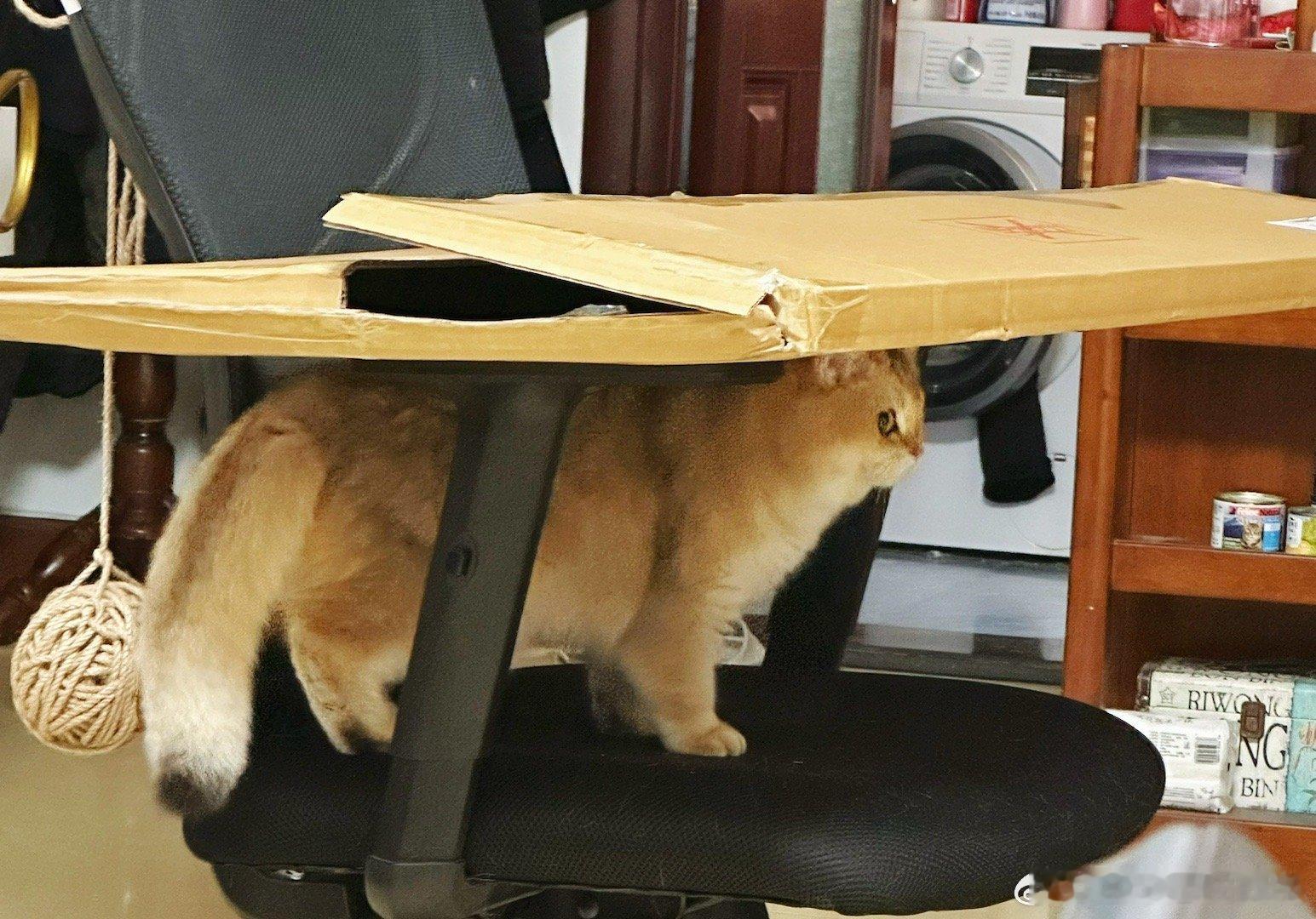 活泼好动的小朋友[可怜]#萌宠闹新春##猫咪# ​​​