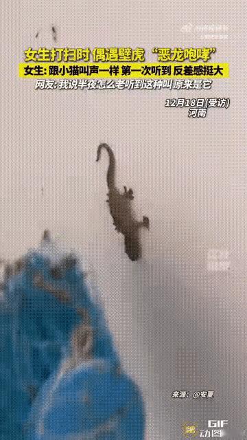 河南一名女子在家里打扫时，发现墙上有一只壁虎，她不想伤害壁虎，于是用扫把碰了一下