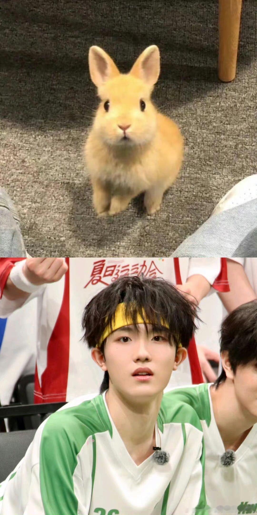 苏新皓兔子本体藏不住了跑起来一蹦一蹦的，活力能溅我一脸，裹着毯子拿话筒还瞎哼唧，