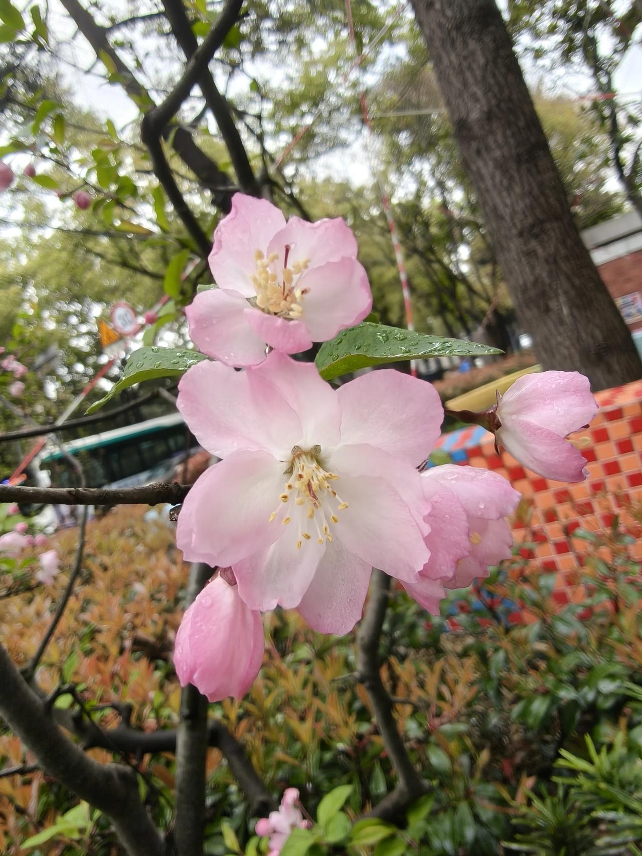 春风十里，不如一树海棠春风如约，海棠花开。
枝头缀满温柔，人间皆是浪漫。
 
不