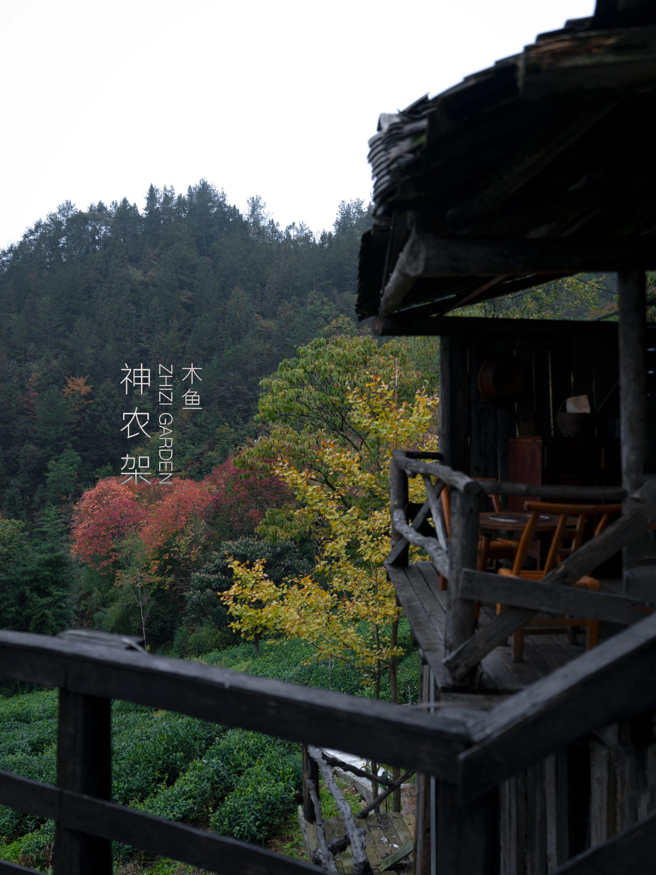 我在神农架木鱼镇的秋天制白茶！来神农架追秋的最后一天，临时决定住『枝子...