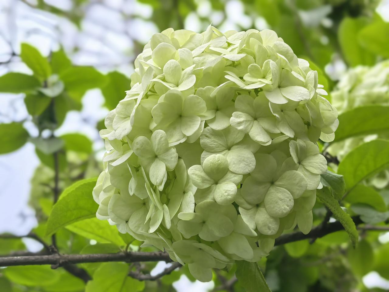 [微风]浣溪沙·木绣球


满树
琼英缀碧柯，团栾
碎玉漾清波。
东风
吹绿上帘