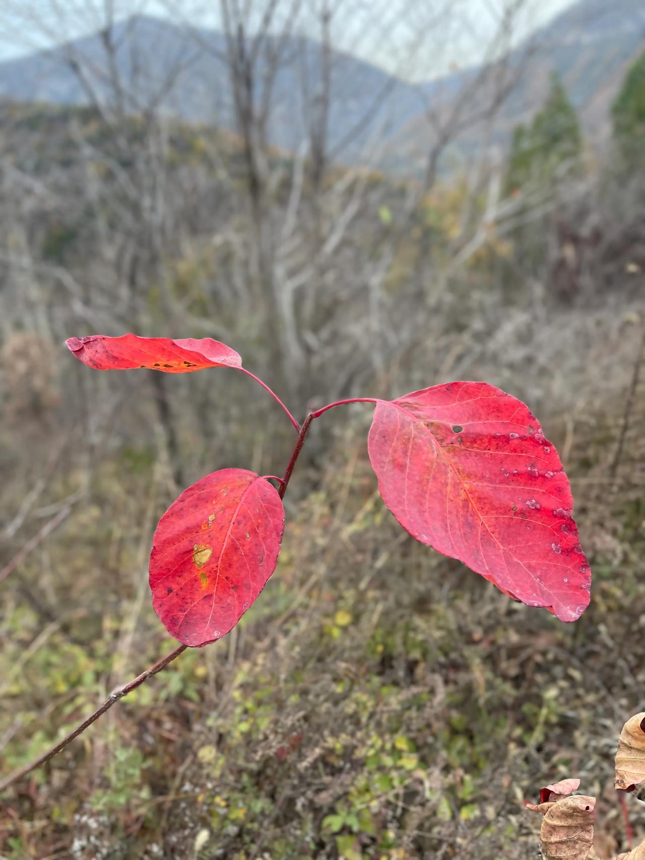 驱车七十多公里，
只为一碗丸子汤。

匆匆忙忙奔你来，
只见山门不见人。

广场