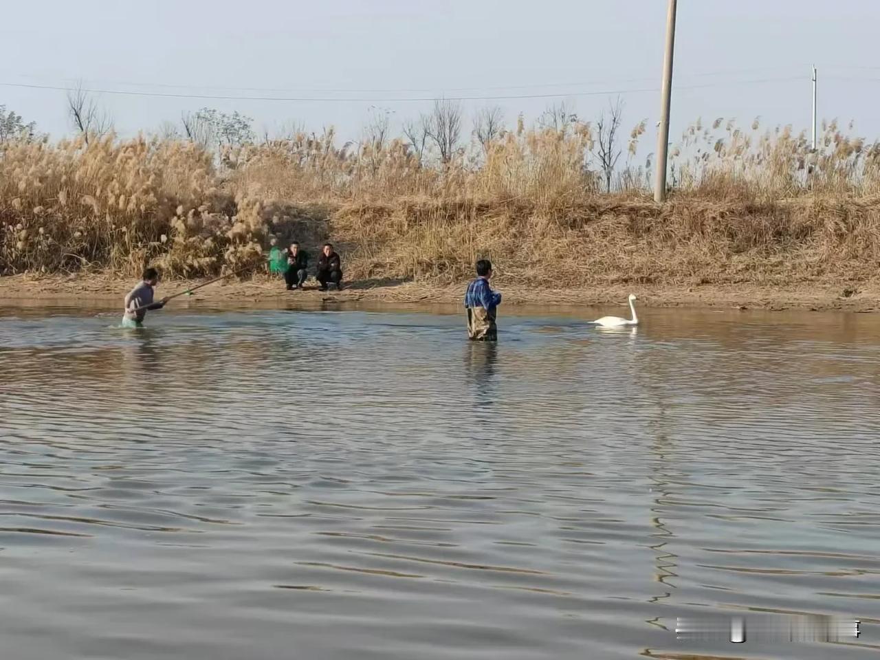 今天一大早，郑州市荥阳市野生动物救护站的工作人员移交给郑州市野生动物救护站一只国