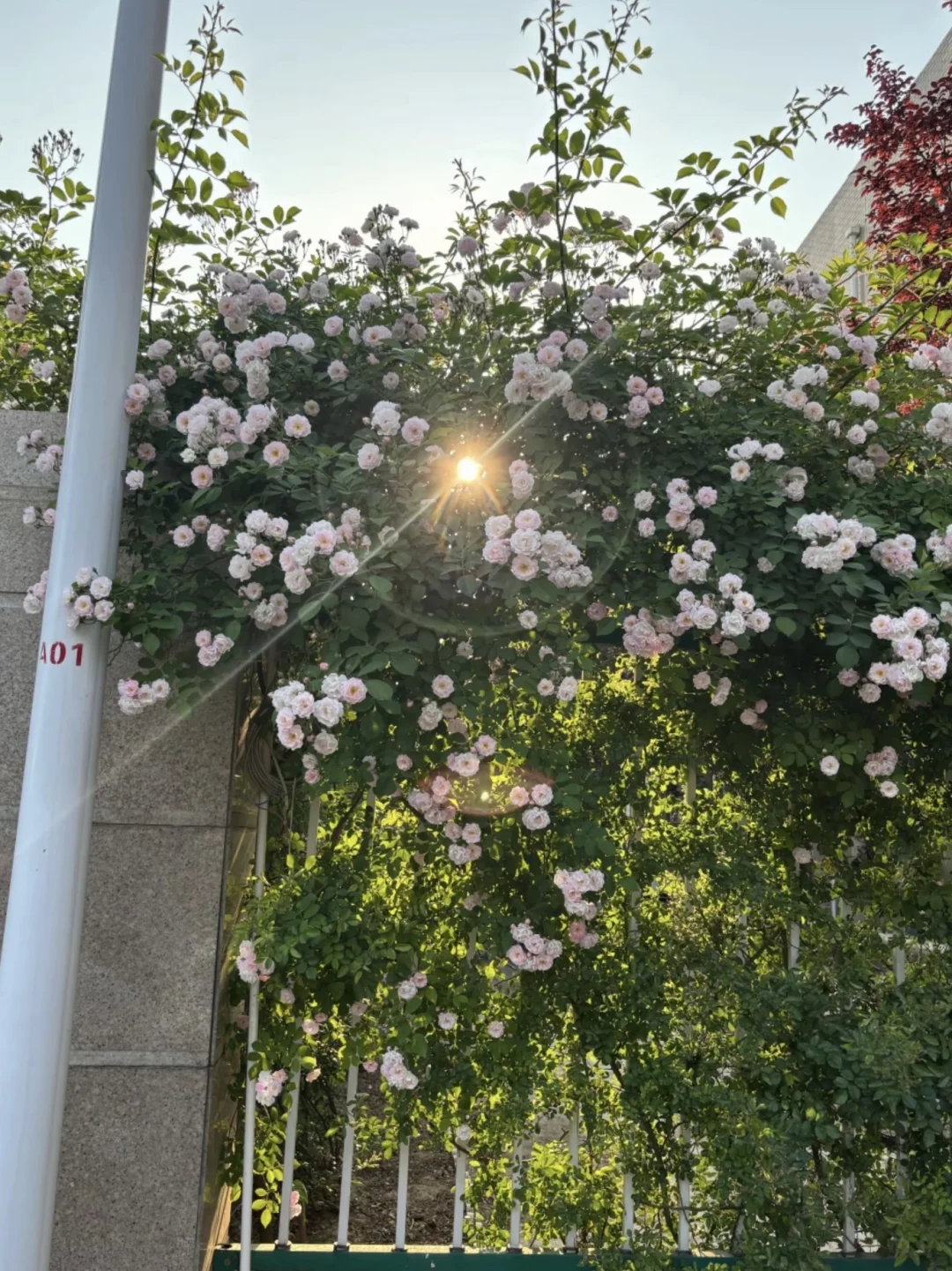 被阳光吻过的花，美得不像话！
