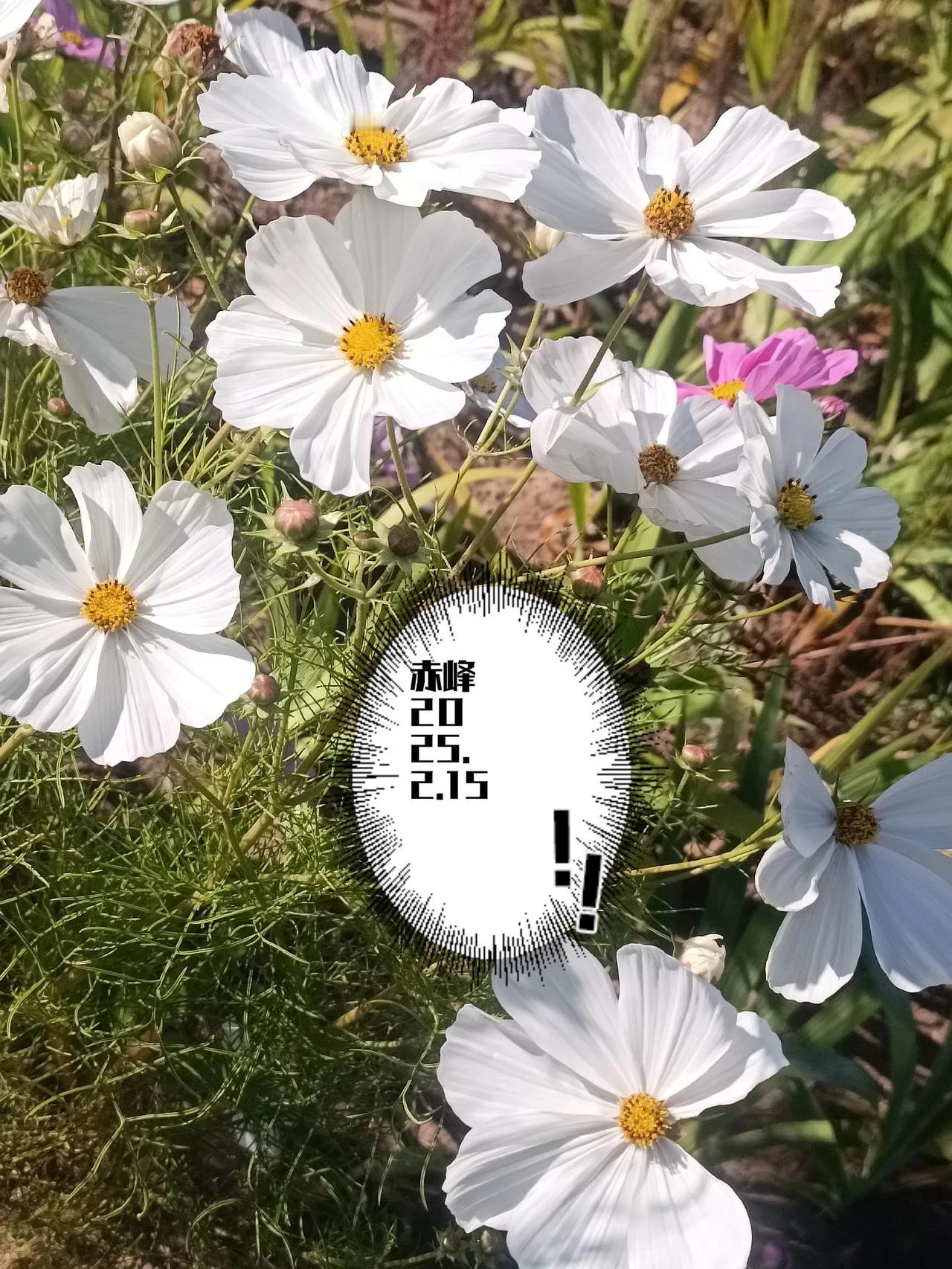 随手拍的花分享路边随拍，白色鲜花。