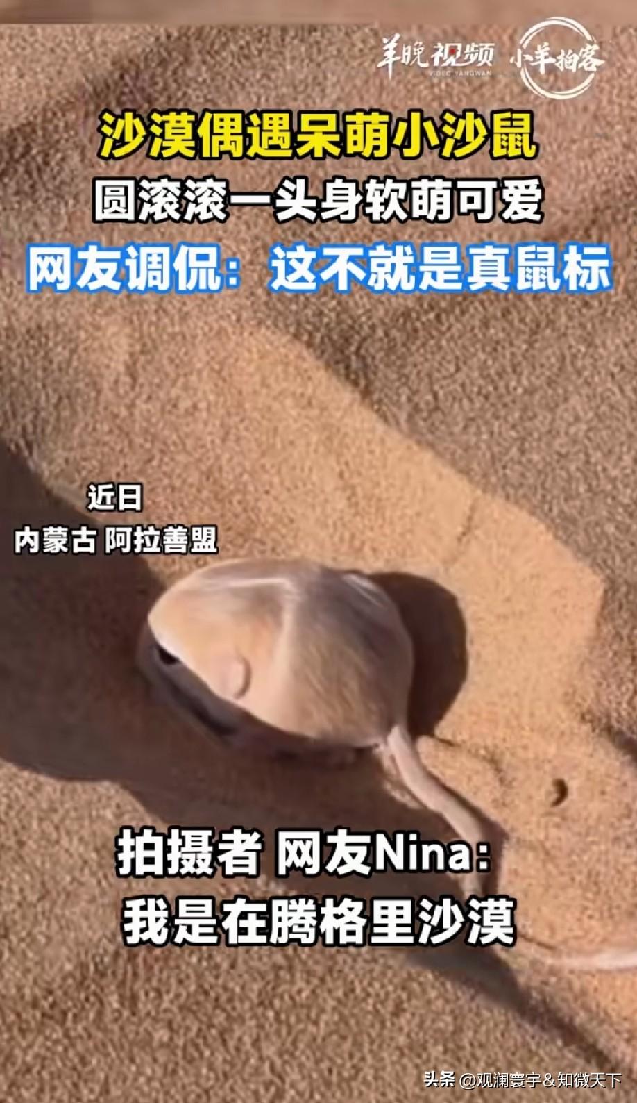 这是鼠标具像化了，终于明白了为什么叫鼠标了[大笑]