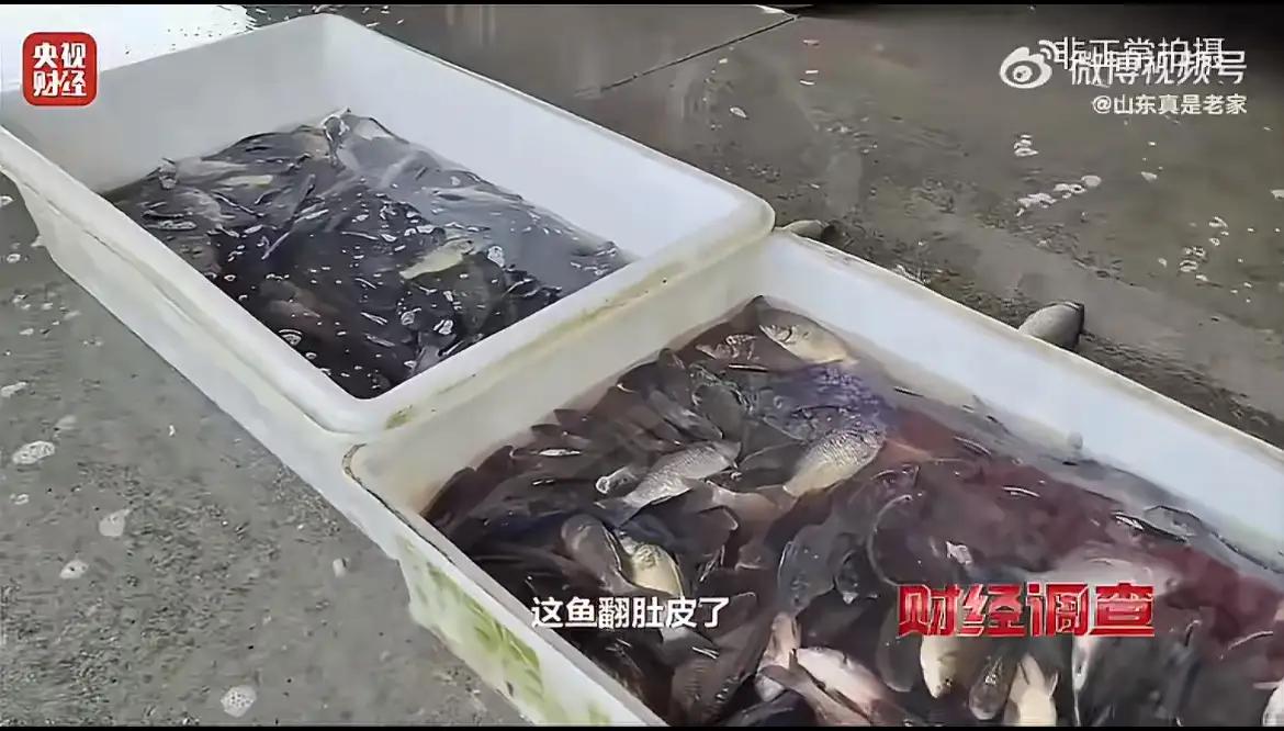 以前总觉得“活鱼=新鲜”，现在才知道，活蹦乱跳的背后可能藏着看不见的毒。以后买鱼