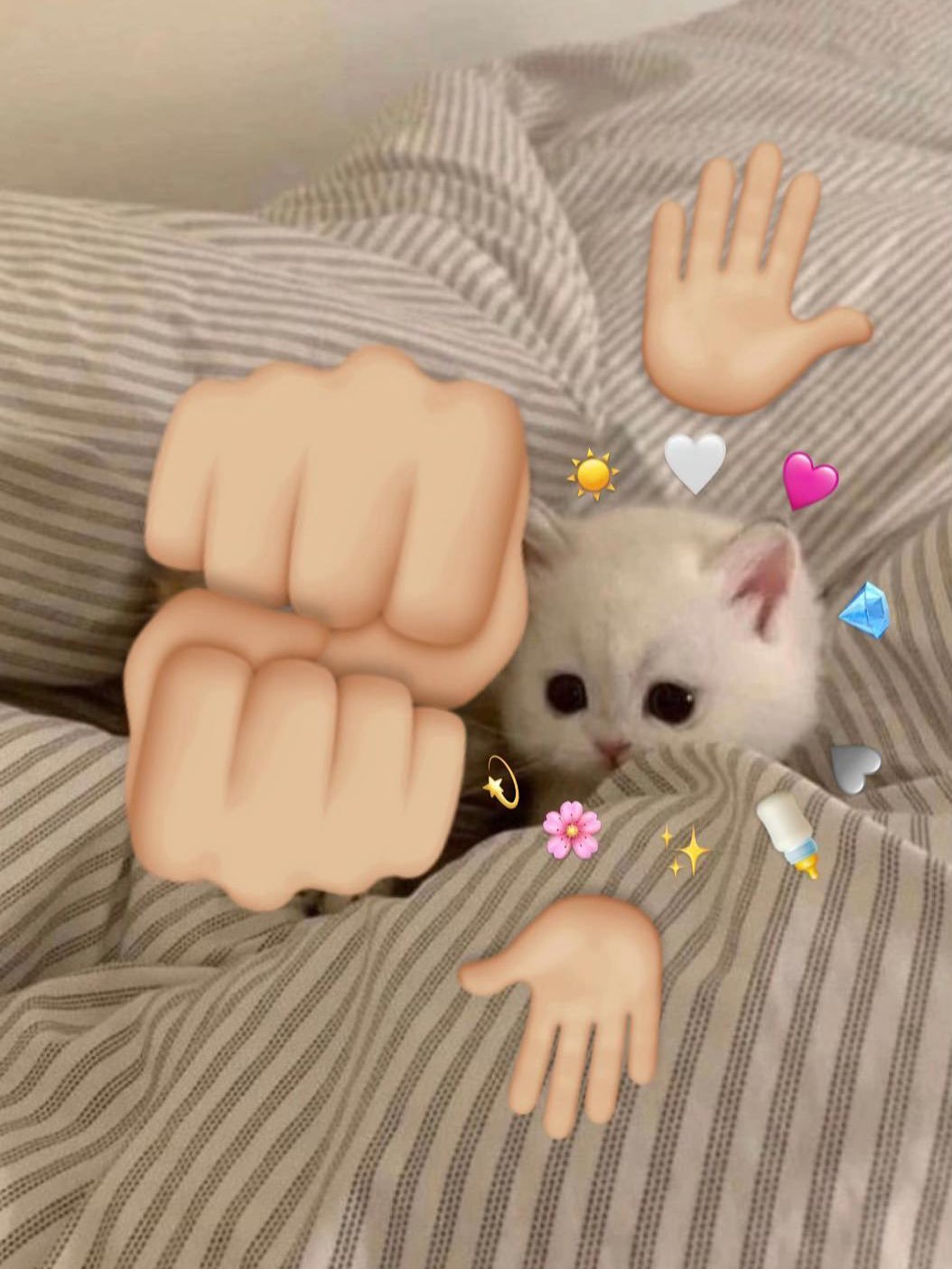 🐱🐱 