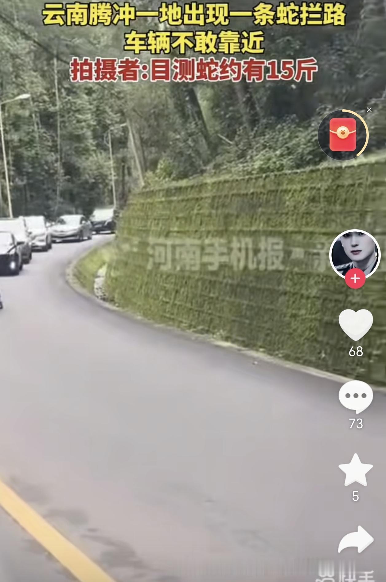 云南腾冲，一男子开车在路上，不料碰上一条大蛇横在路中间，车辆不敢靠近，于是周围车
