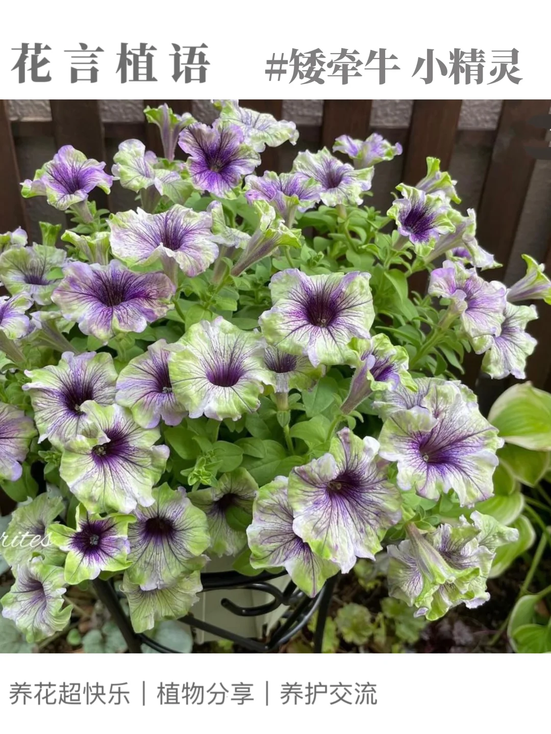 花言植语｜矮牵牛 小精灵