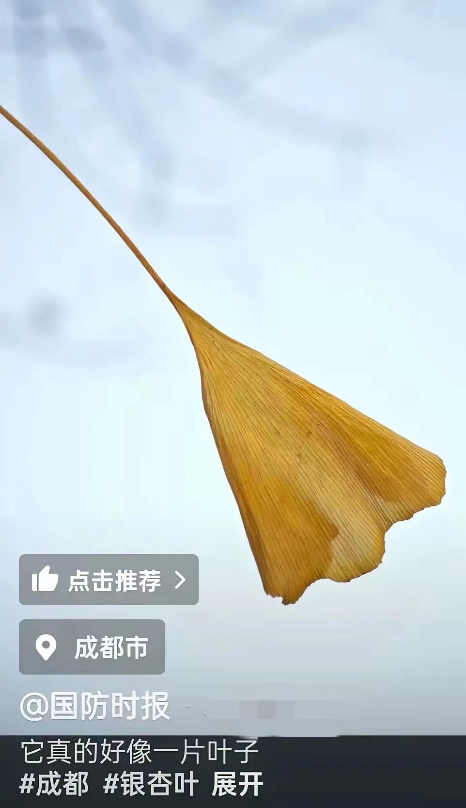 国防时报发的这个银杏叶让人看不懂啊！
配文:它真的好像一片叶子，
这不就是一片叶
