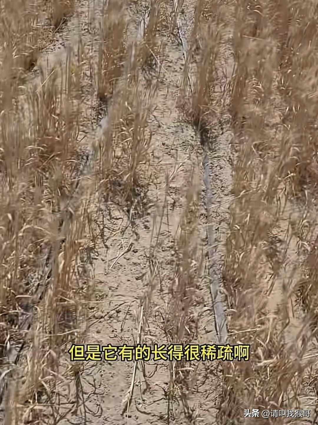 看着满眼稀稀朗朗的，但先别嘲笑他们种小麦的水平，这是一群在在塔卡拉马干沙漠里的盐