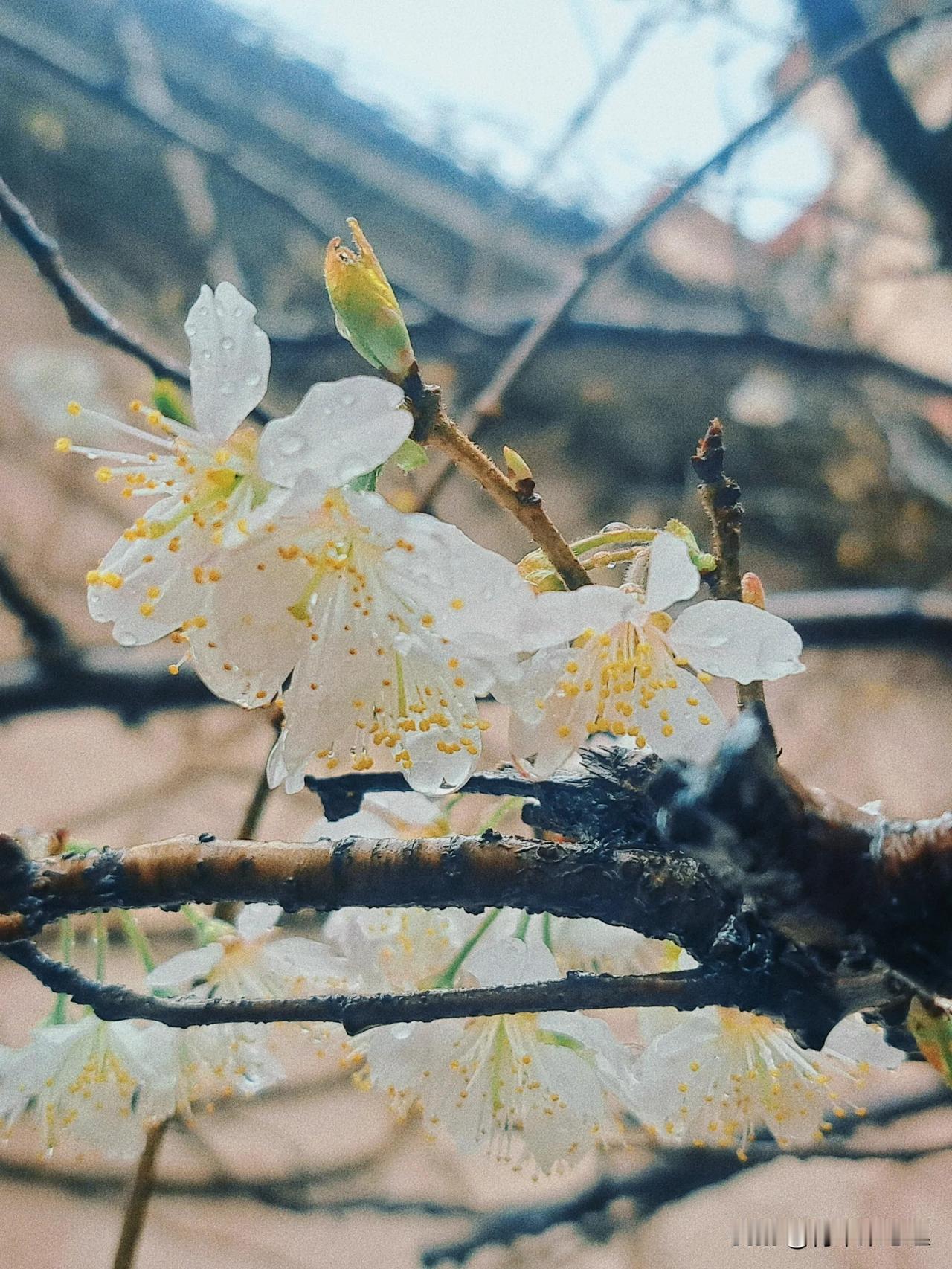 今日惊蛰 ，万物生发。我们身体的激素水平也随着春天的到来而波动起伏。所以，请照顾